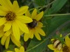 Gele bloem Zakynthos